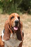 BASSET HOUND 177
